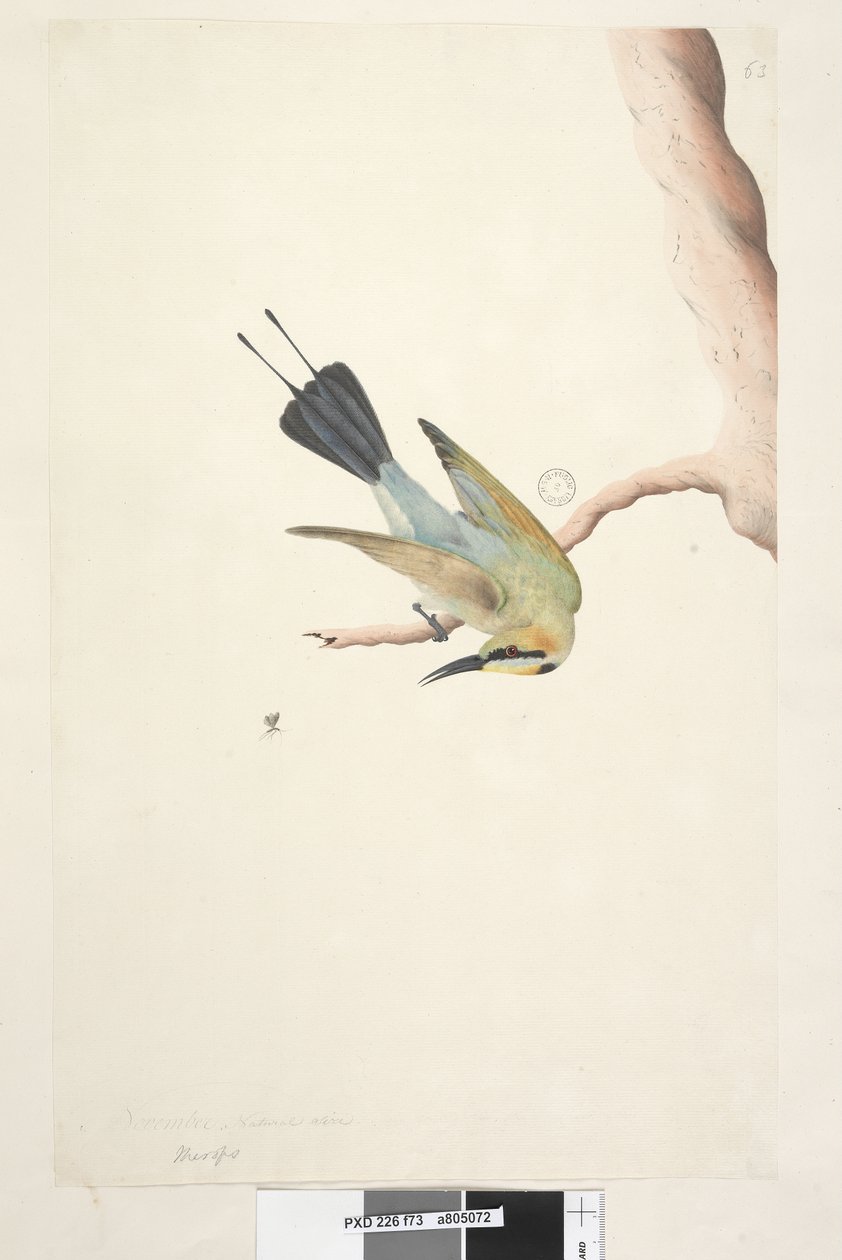 Strona 73. Meropy. powyższy tytuł w innym rozdaniu Listopad. Naturalnej wielkości Tęczowy Ptak Merops ornatus, 1791-92 autorstwa Unknown artist