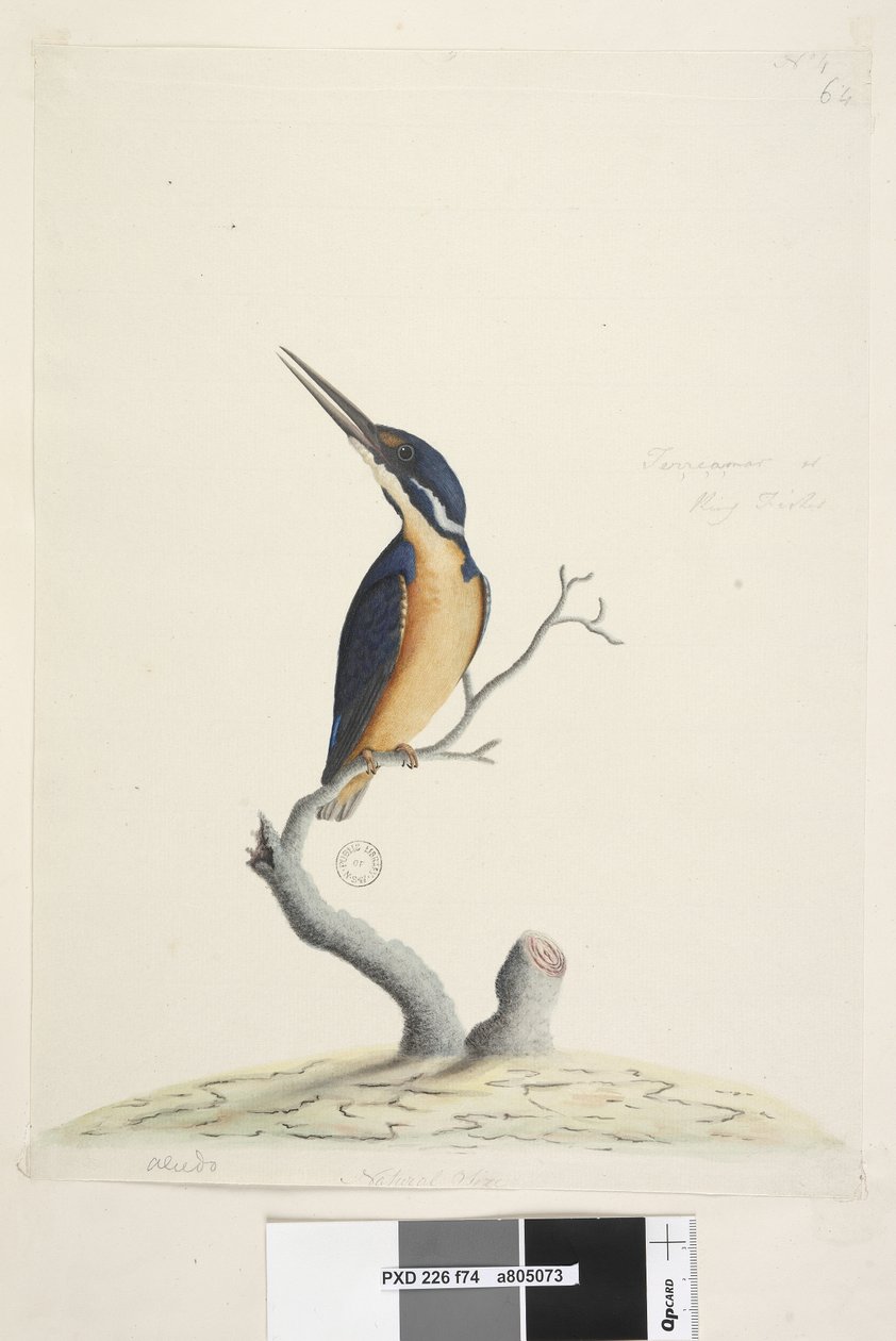 Strona 74. Ter,re,a,mar lub King Fisher. w lewym dolnym rogu w innej ręce Alcedo. na dole pośrodku w trzeciej ręce Naturalna wielkość Azure Kingfisher Alyone azurea, 1791-92 autorstwa Unknown artist