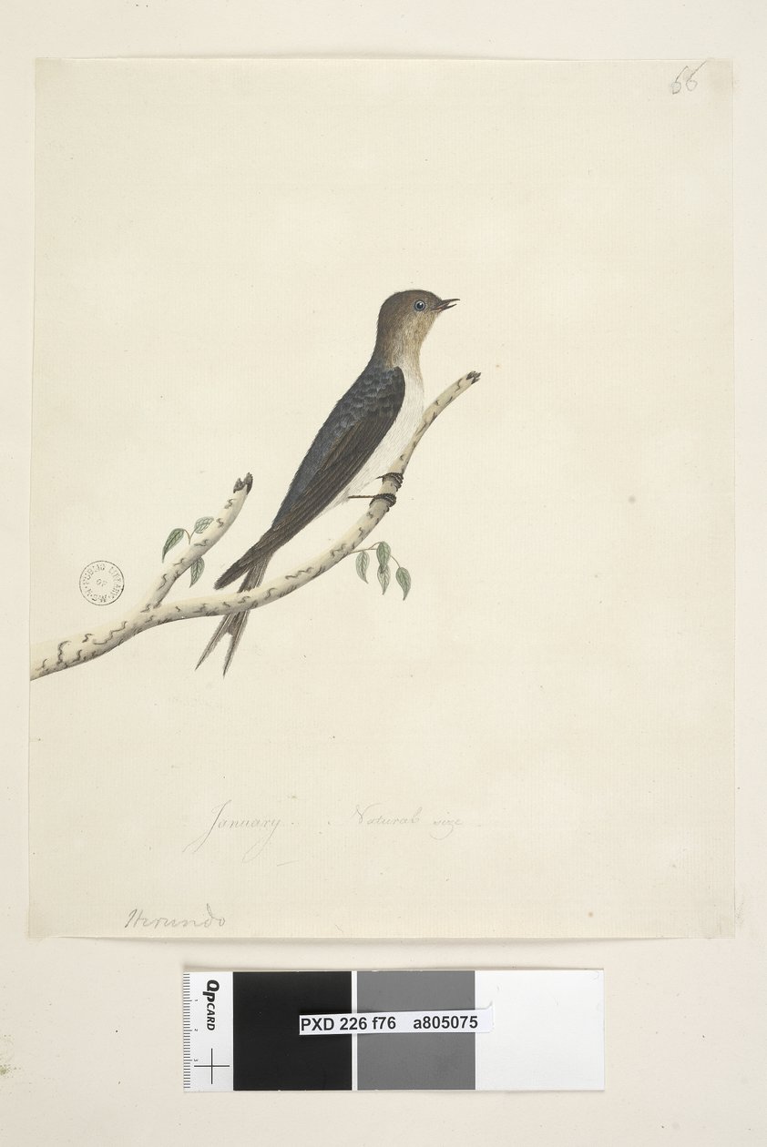 Strona 76. Hirundo. na dole pośrodku w innej dłoni Styczeń Naturalne rozmiary Welcome Swallow Hirundo neoxena, 1791-92 autorstwa Unknown artist