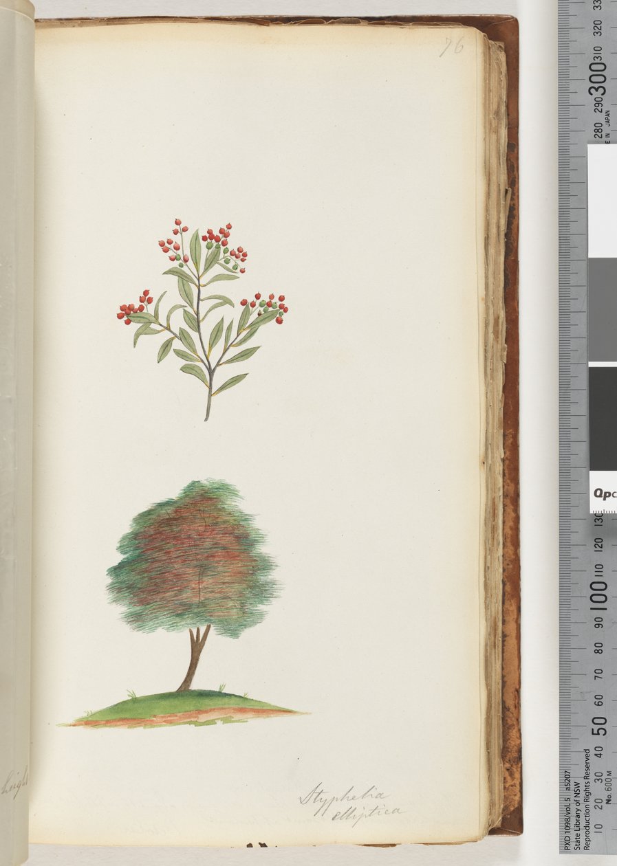 Strona 76. Styphelia elliptica / Wrzosiec miotły autorstwa Unknown artist