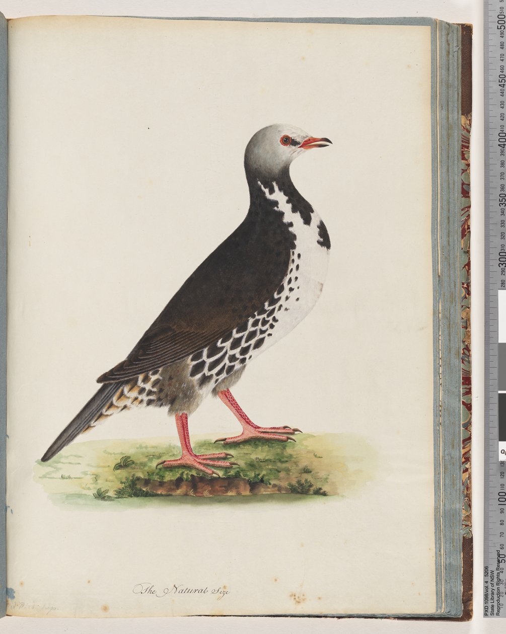 Strona 76. Niezidentyfikowany ptak autorstwa Unknown artist