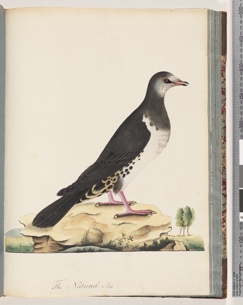 Strona 77. Niezidentyfikowany ptak autorstwa Unknown artist