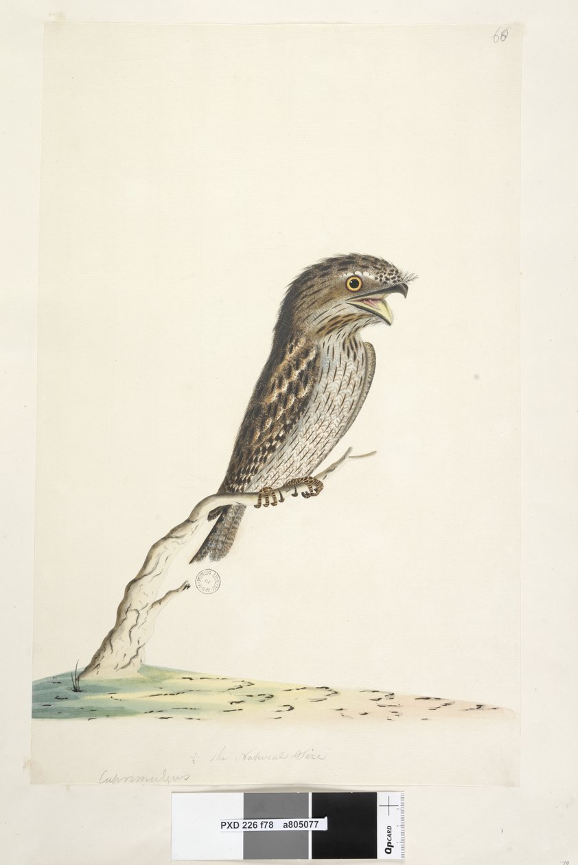 Strona 78. Caprimulgus. na dole pośrodku w innej ręce 1/2 naturalnej wielkości Żabiego Paszcza Podargus strigoides, 1791-92 autorstwa Unknown artist