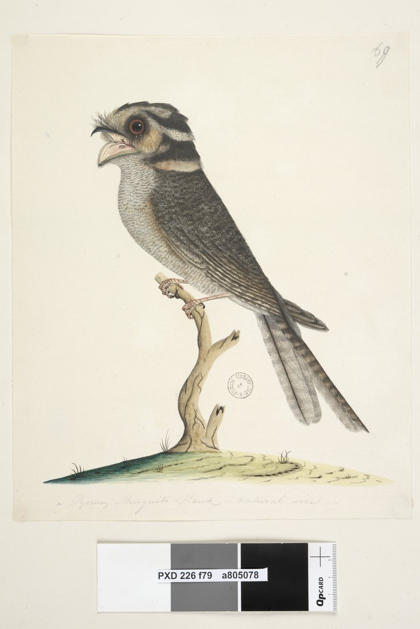 Strona 79. Młody Jastrząb Musquito, naturalnej wielkości Owlet Nightjar Aegotheles cristatus, 1791-92 autorstwa Unknown artist
