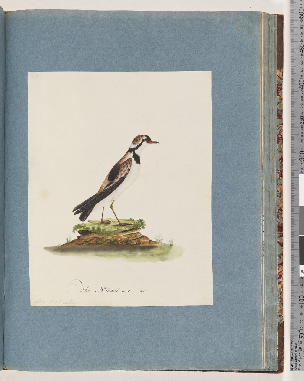 Strona 79. Dotterel z czarnym czołem. Charadrius Hiaticula autorstwa Unknown artist