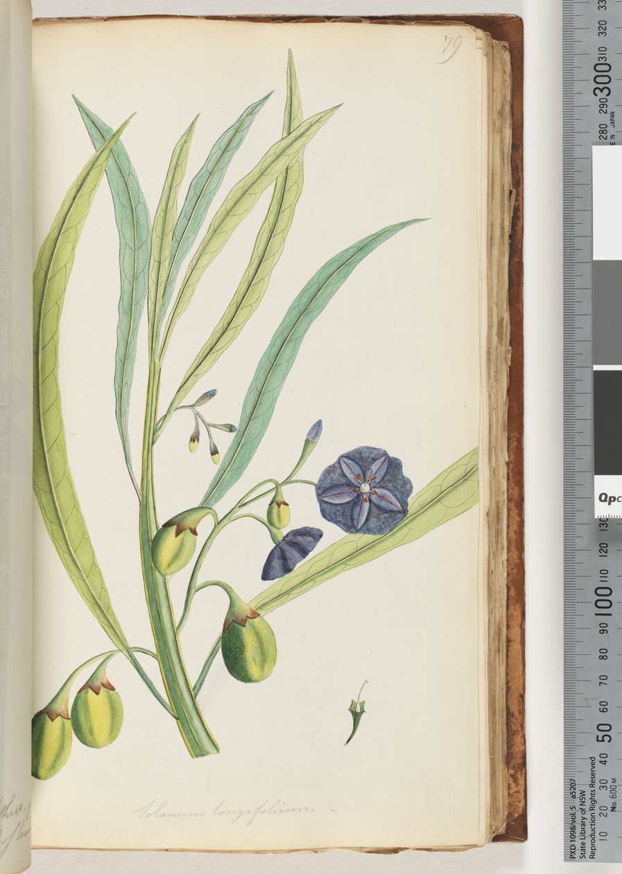 Strona 79. Solanum longifolium autorstwa Unknown artist