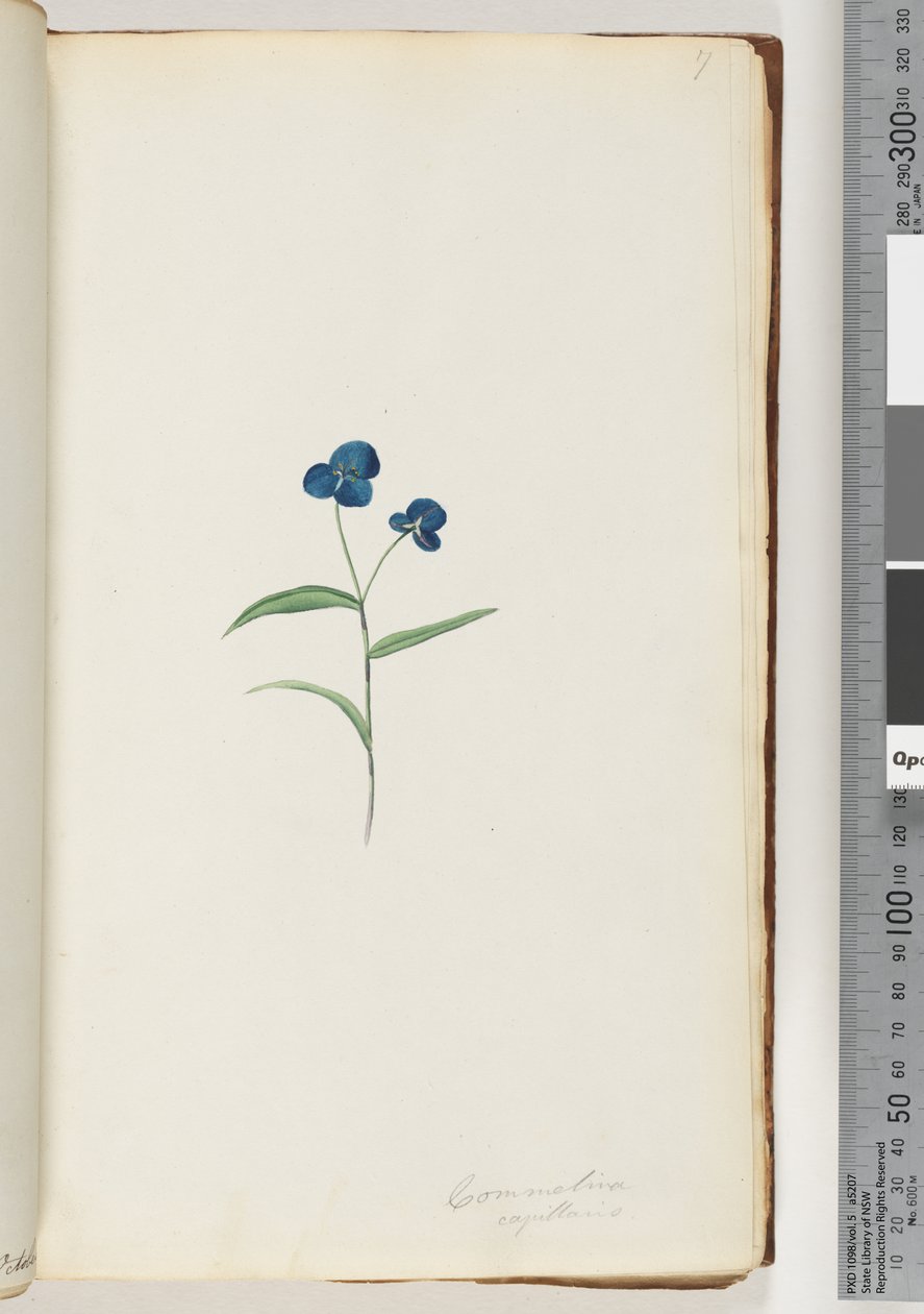 Strona 7. Comelina capillaris autorstwa Unknown artist
