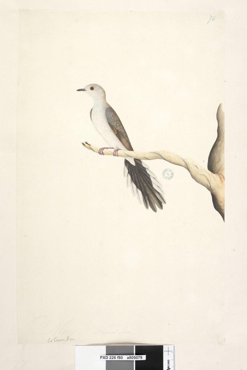 Strona 80. Kolumba. powyższy tytuł w innym rozdaniu Maj. Gołąb diamentowy naturalnej wielkości Geopelia cuneata, 1791-92 autorstwa Unknown artist
