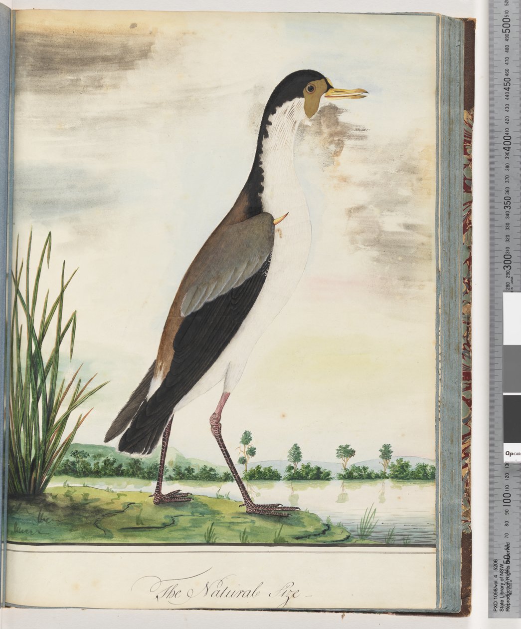 Strona 80. Czajka zamaskowana lub ostroga, sieweczka skrzydlata autorstwa Unknown artist