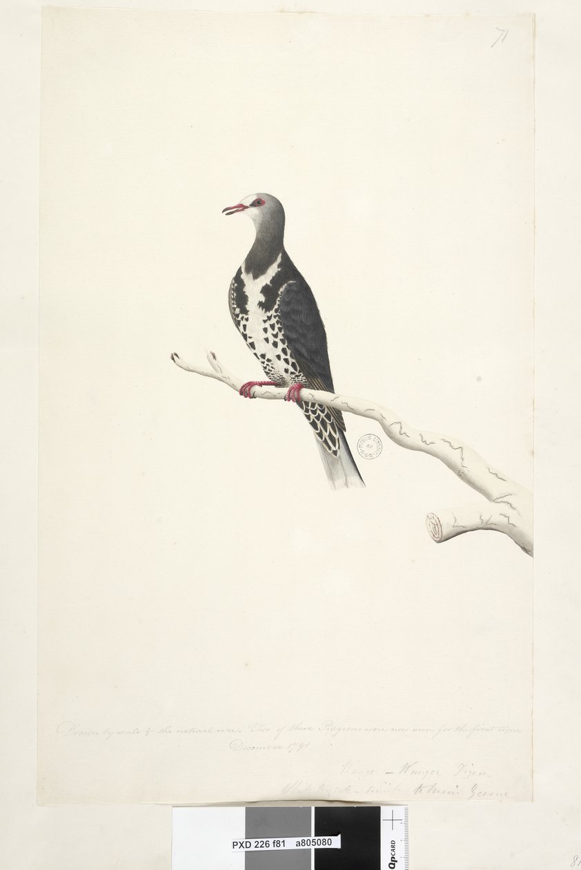 Strona 81. Wunga, gołąb wunge. Rysowane w skali 1/2 naturalnego rozmiaru. Dwa z tych gołębi były teraz widziane po raz pierwszy w grudniu 1791 r.... podobnie do... Wonga Pigeon Leucosarcia melanoleuca, 1791-92 autorstwa Unknown artist