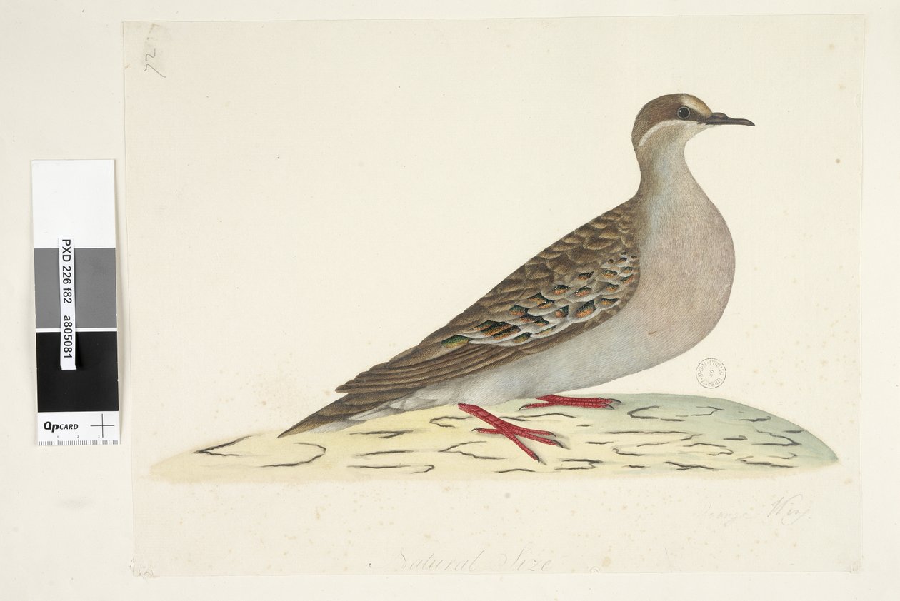 Strona 82. Brązowe Skrzydło. w dolnej części w innej ręce Naturalne rozmiary Gołąb brązujący Phaps chalcoptera, 1791-92 autorstwa Unknown artist