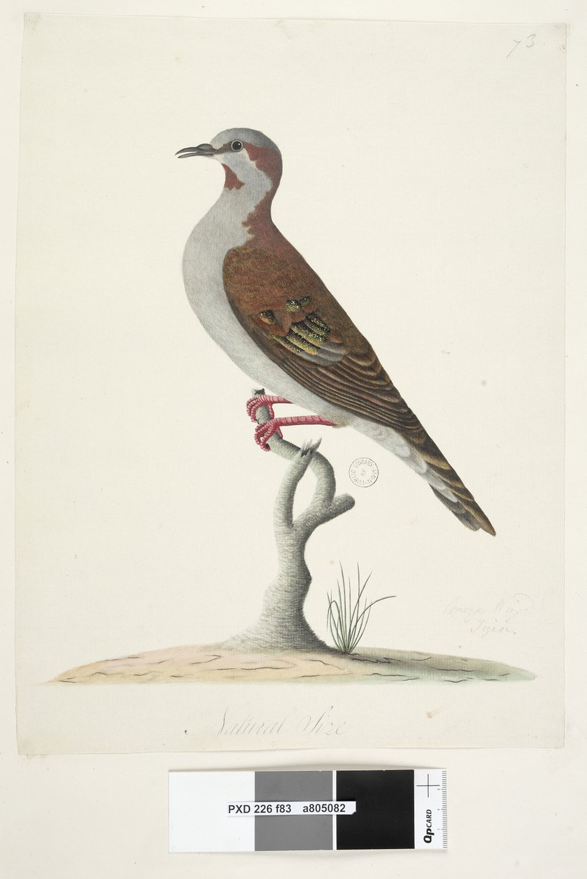 Strona 83. Brązowy gołąb skrzydlaty. na dole pośrodku w innej dłoni Naturalna wielkość Pędzel Brązujący Pigeon Phaps elegans, 1791-92 autorstwa Unknown artist