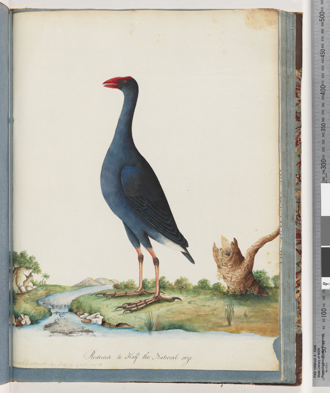 Strona 84. Fioletowy bagno. Fioletowy Gallinule autorstwa Unknown artist