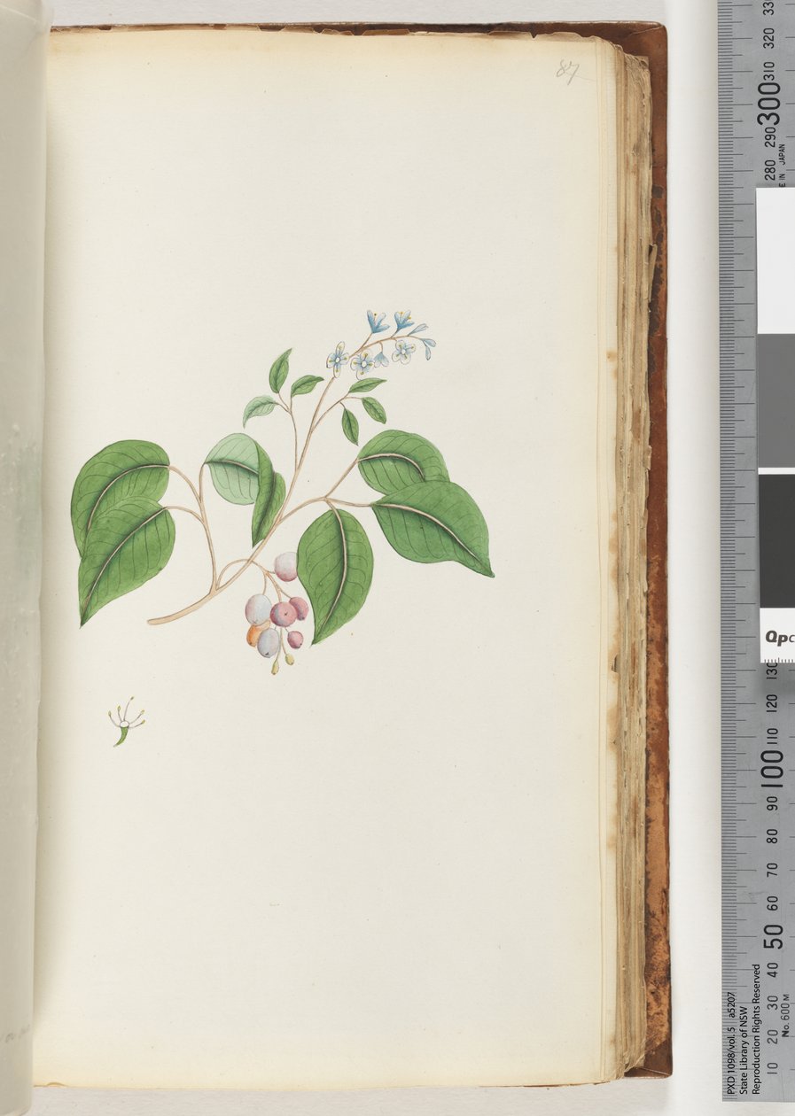 Strona 87. Niezidentyfikowana roślina autorstwa Unknown artist
