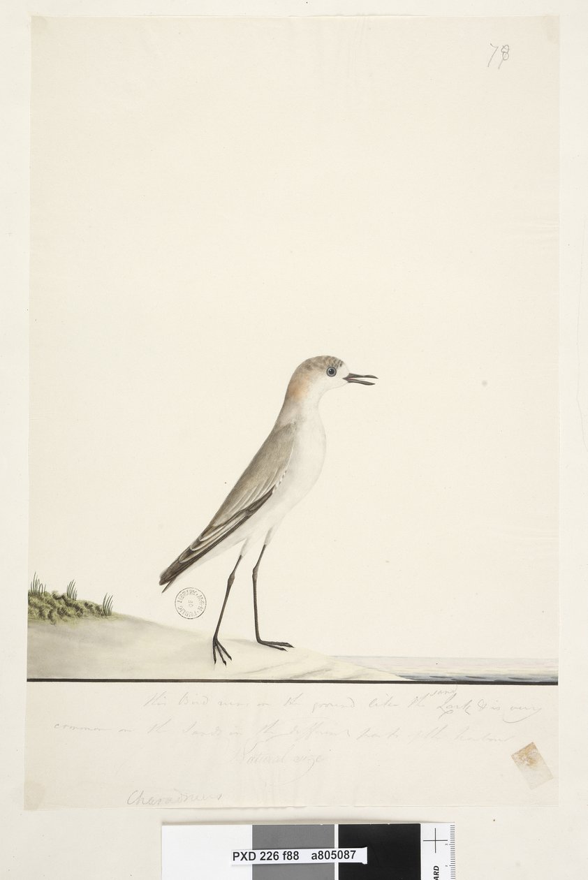 Strona 88. Charadrius. poniżej linii obramowania w innej ręce Ten ptak biega po ziemi jak skowronek piaskowy i jest bardzo pospolity na piaskach w różnych częściach portu. poniżej tego w trzeciej ręce Naturalny rozmiar Czerwona, krępowana Dotterel Charadri autorstwa Unknown artist