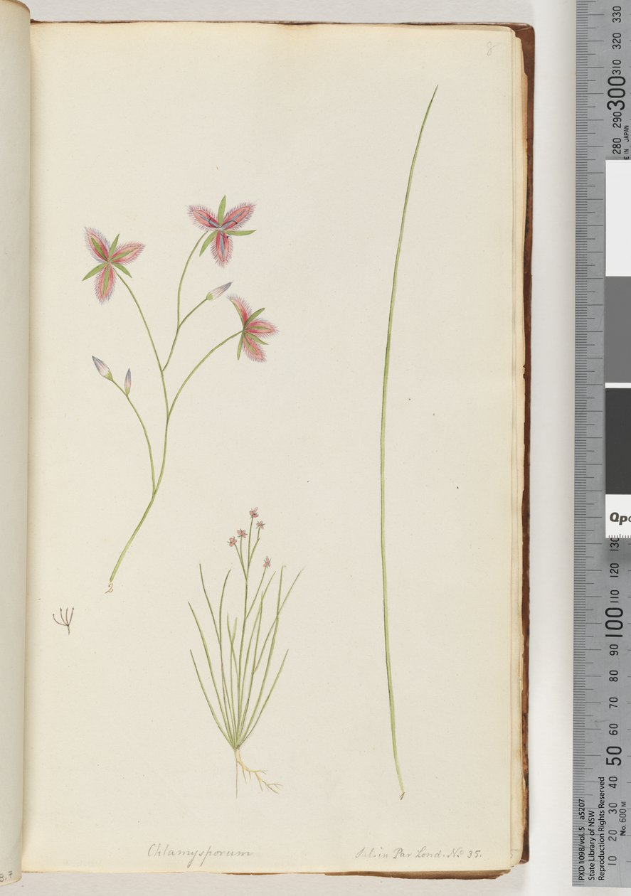 Page 8. Chlamysporum Sal. in Par Lond. No. 35 autorstwa Unknown artist