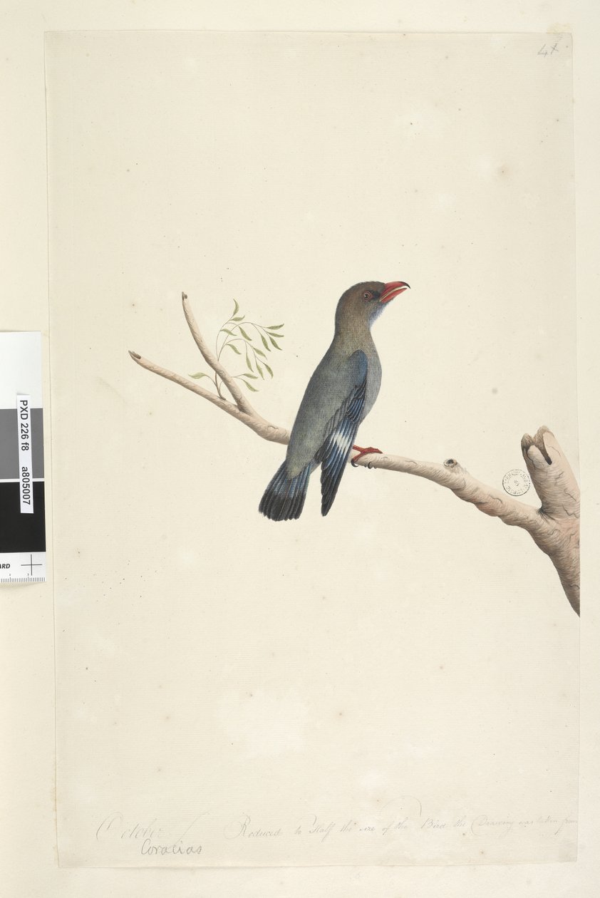 Strona 8. Coraciae. w dolnym otoku w innej ręce Październik. Zmniejszony do połowy Rysunek Ptaka zaczerpnięty z Dollar, Bird Eurystomus orientalis, 1791-92 autorstwa Unknown artist