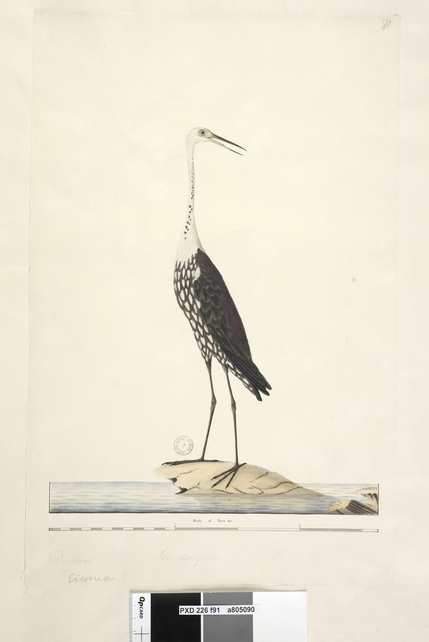 Strona 91. Ciconia. powyższy tytuł w innej ręce Grudzień, tęczówka wątpliwa Biała, Czapla szyjkowa Ardea pacifica Notophoyx pacifica, 1791-92 autorstwa Unknown artist