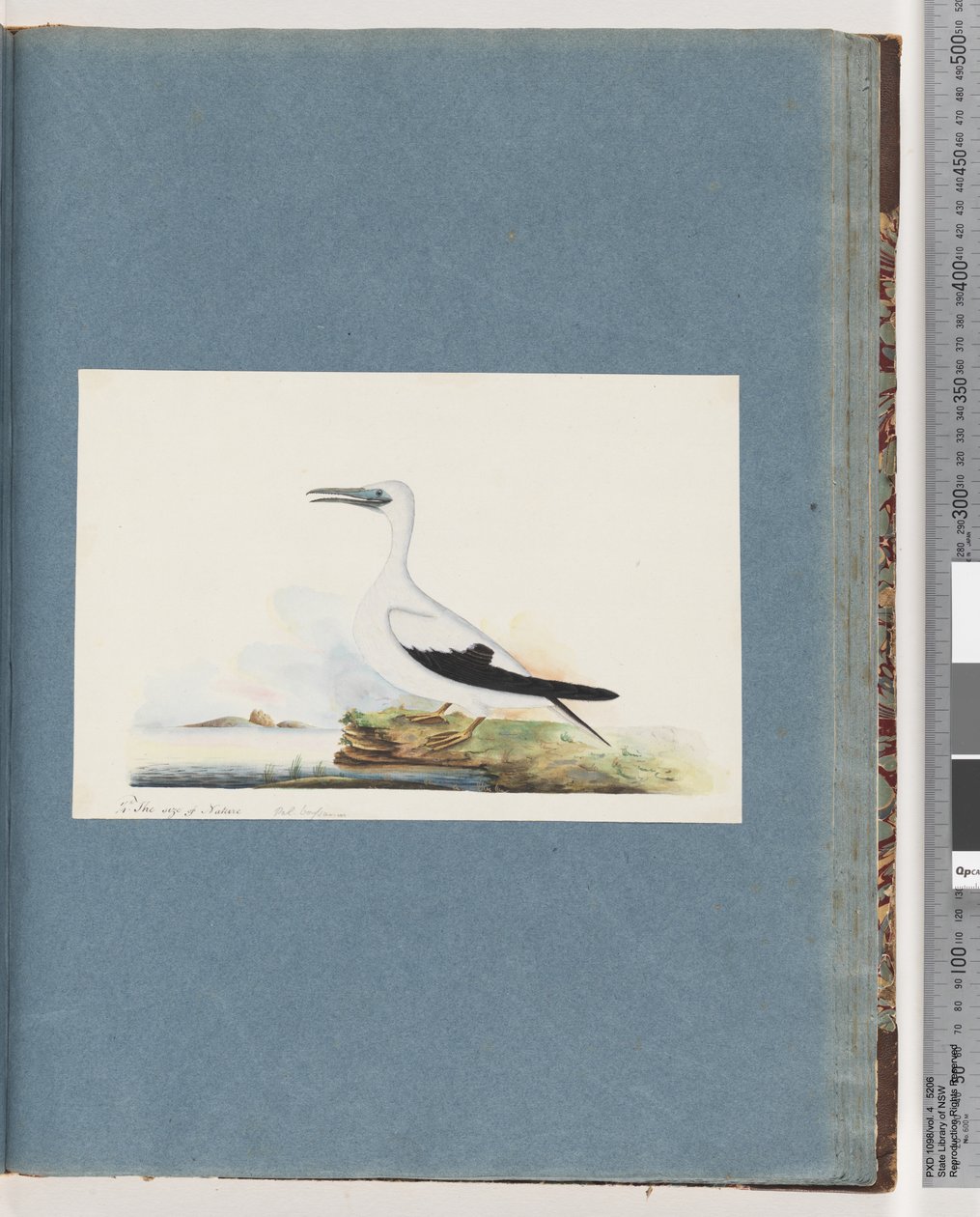 Strona 91. Niezidentyfikowany ptak. Pel. Borssanus autorstwa Unknown artist