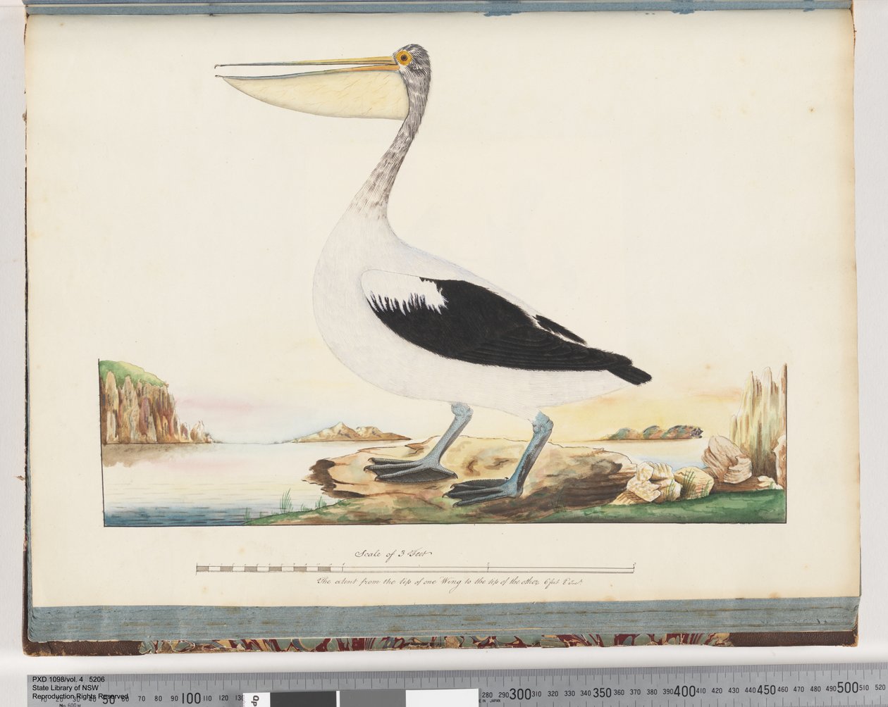 Strona 92. Pelikan australijski autorstwa Unknown artist