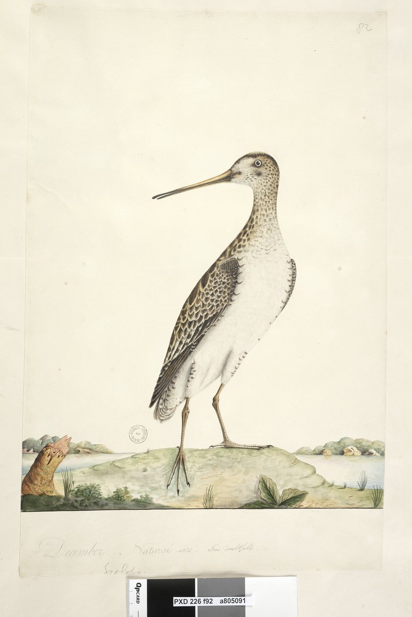 Strona 92. Scolopax. powyższy tytuł w innym rozdaniu Grudzień. Naturalna wielkość, tęczówka wątpliwa Japanese Snipe Gallinago hardwickii, 1791-92 autorstwa Unknown artist