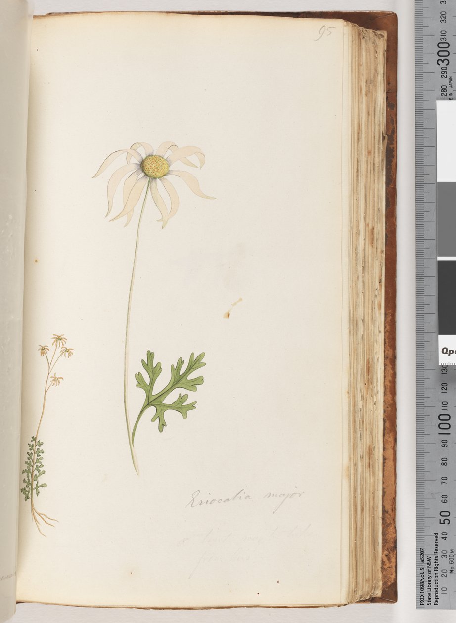 Strona 95. Eriocalia major autorstwa Unknown artist