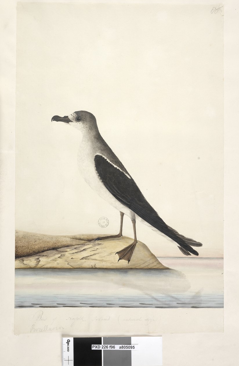 Strona 96. Ptak z wyspy Norfolk autorstwa Unknown artist