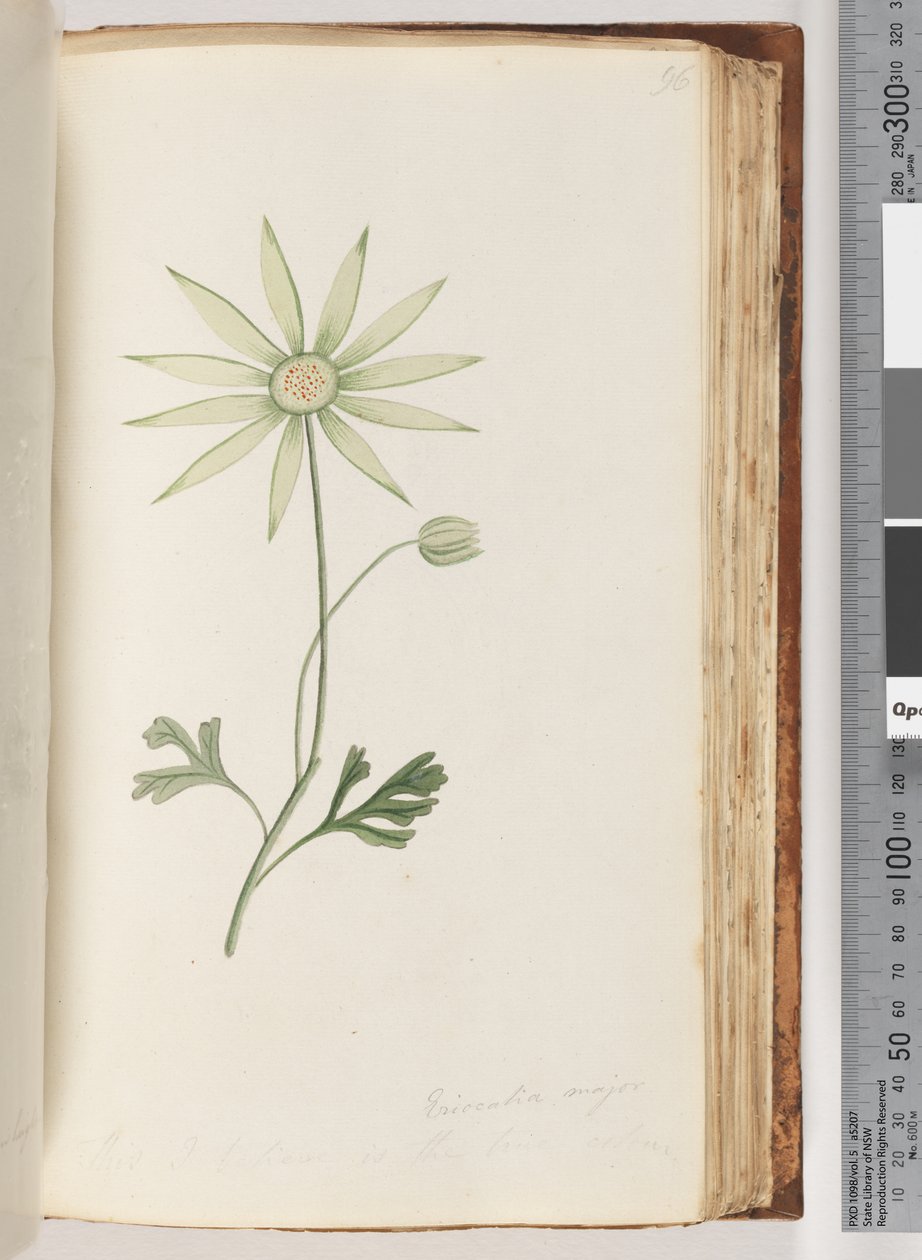 Strona 96. Eriocalia major. Uważam, że to prawdziwy kolor autorstwa Unknown artist