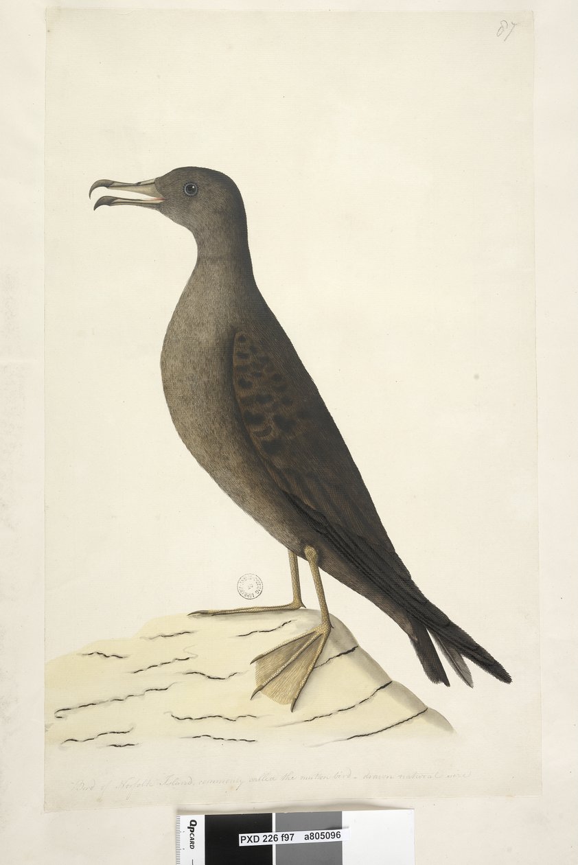 Strona 97. Ptak z wyspy Norfolk potocznie zwany baranim, rysowany naturalnej wielkości Wedge, Burzyk ogoniasty Puffinus Pacificus, 1791-92 autorstwa Unknown artist
