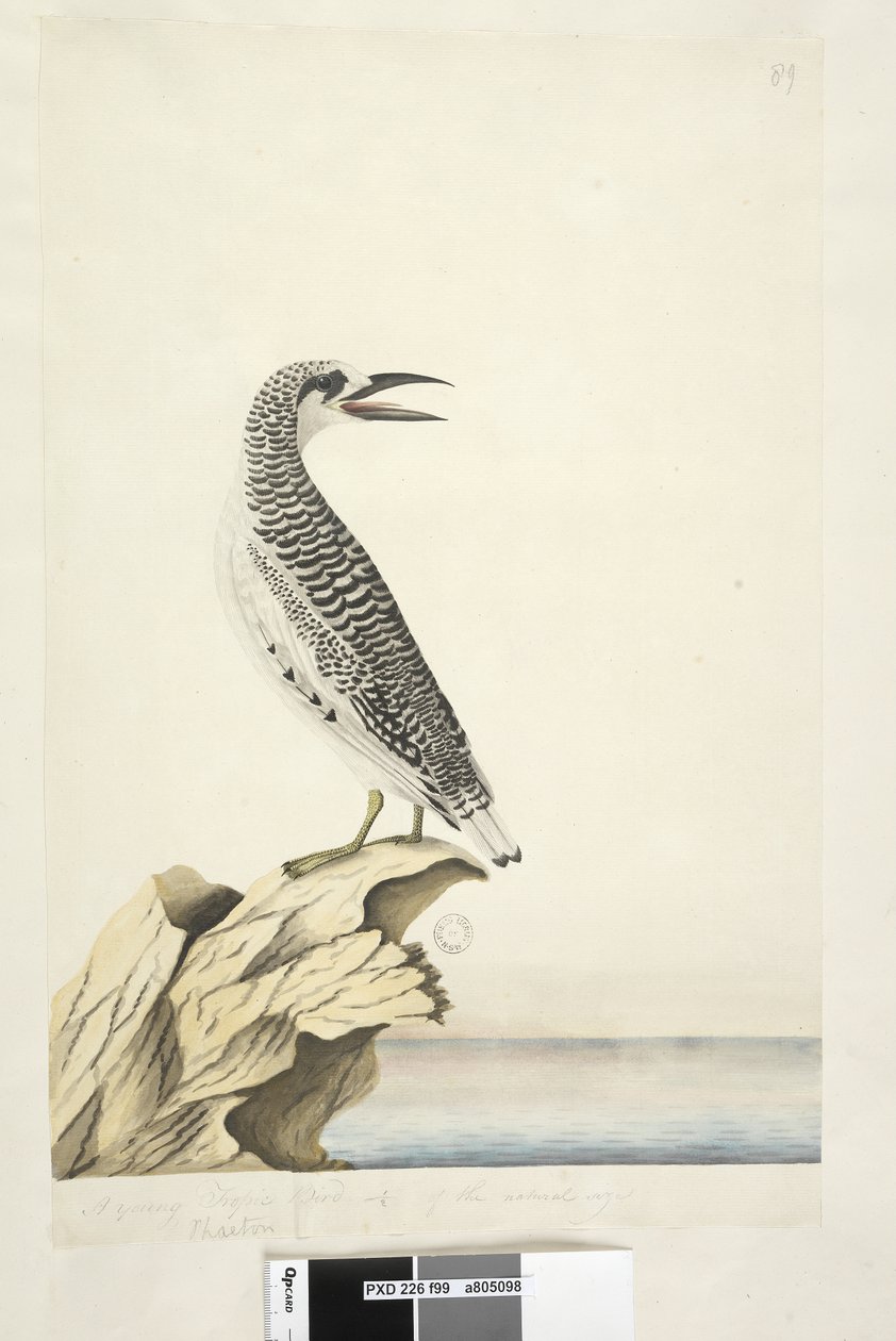 Strona 99. Faeton. w innej ręce Młody Tropic Bird 1/2 naturalnej wielkości Rudy, ogoniasty Tropicbird Phaethon rubricauda, 1791-92 autorstwa Unknown artist
