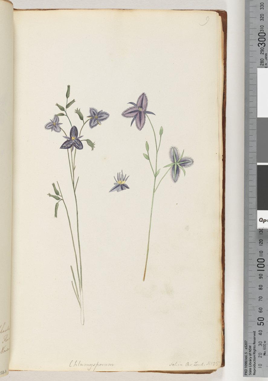 Strona 9. Chlamysporum Sal. w Par Lond. nr 35 autorstwa Unknown artist