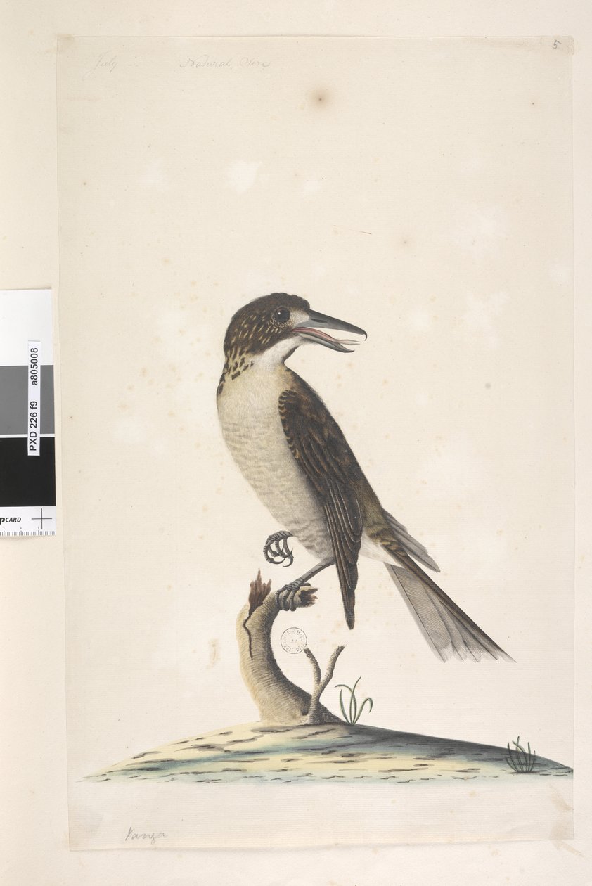 Strona 9. Vanga. u góry po lewej inną ręką Lipiec, naturalnej wielkości Samica Cracticus torquatus szara, 1791-92 autorstwa Unknown artist