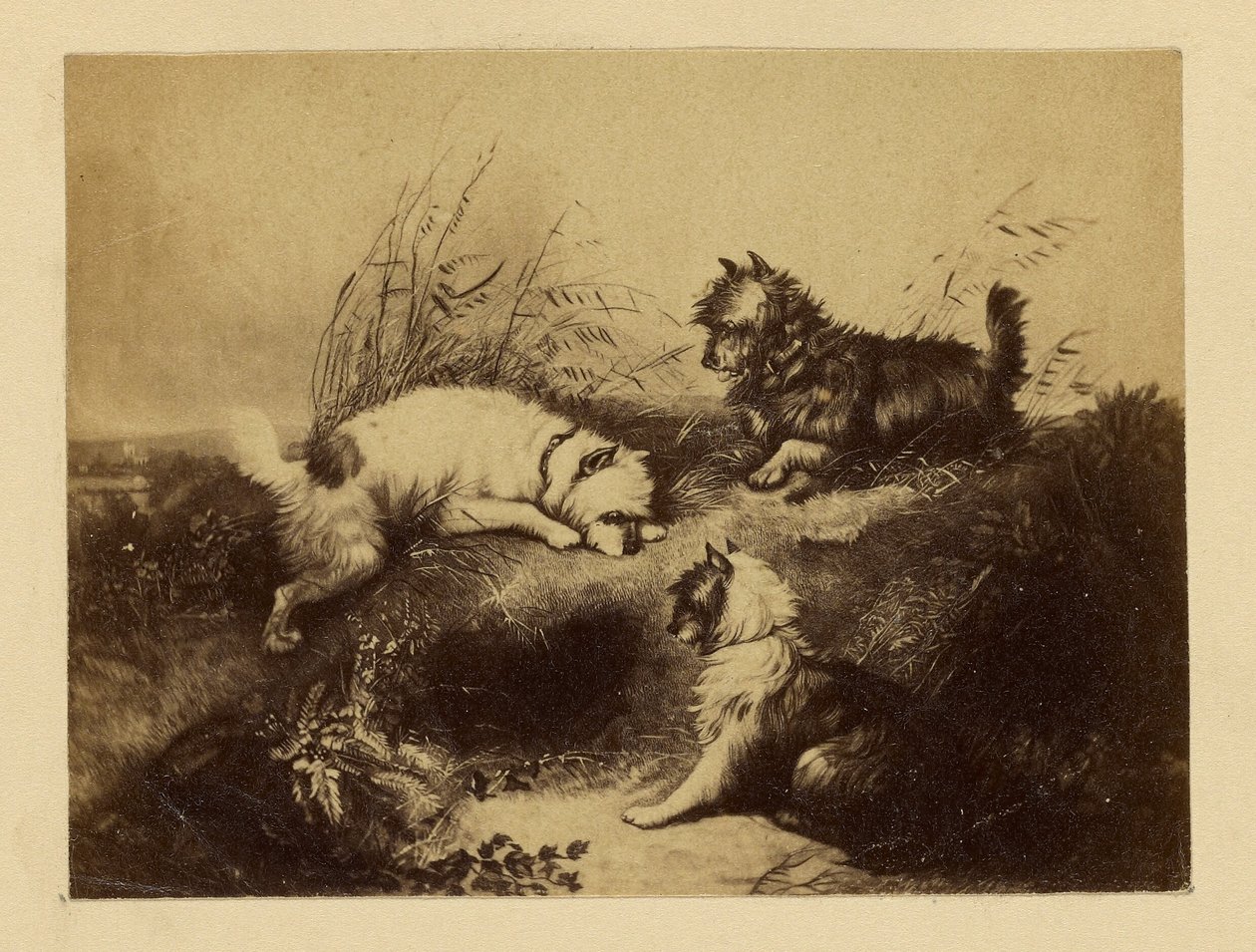 [Obraz psów autorstwa Charlesa Tomkinsa]. autorstwa Unknown artist