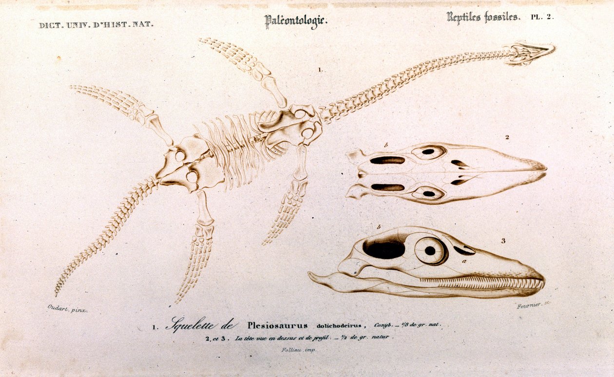 Plezjozaur z Uniwersalnego Słownika Historii Naturalnej autorstwa Unknown artist