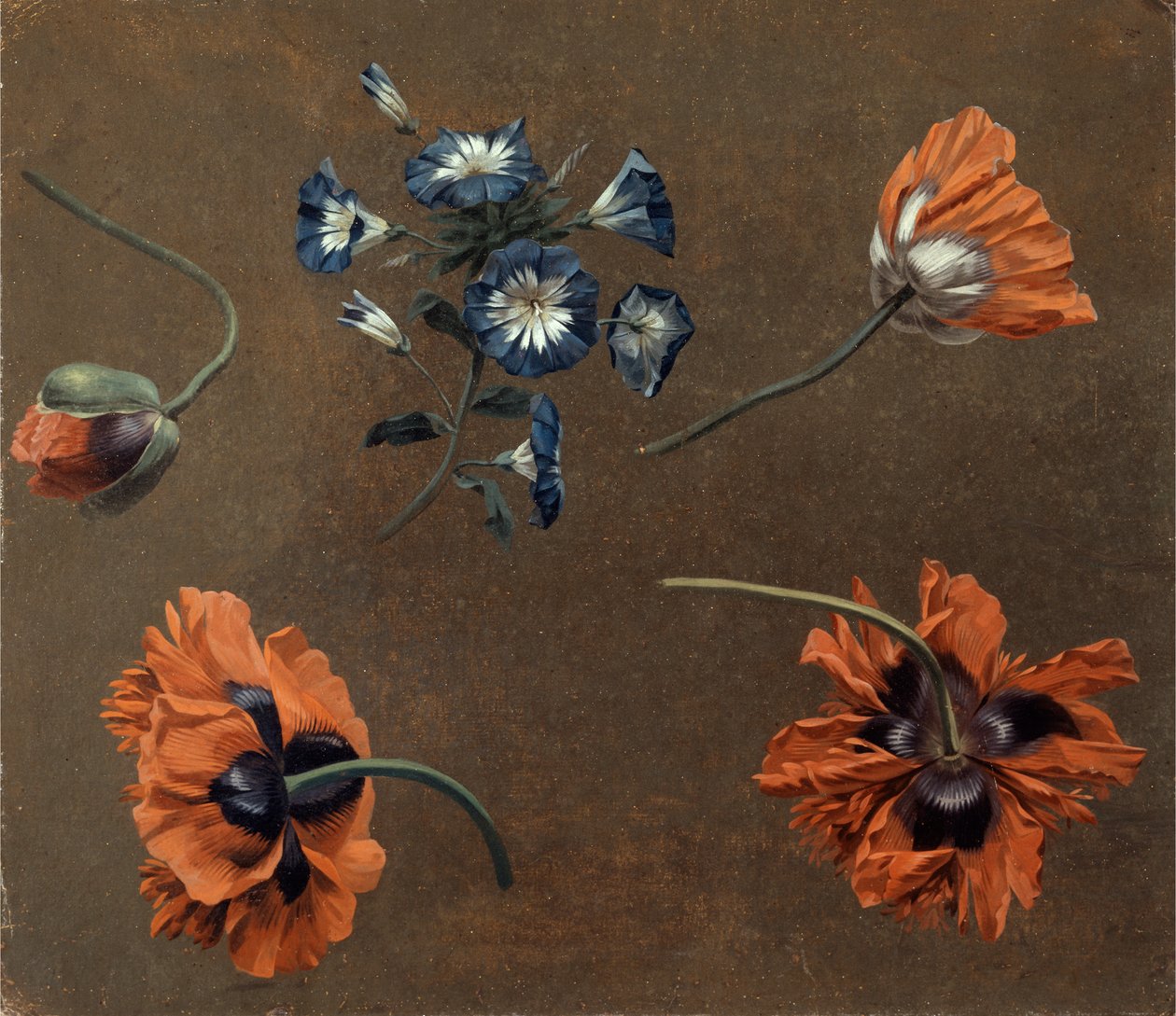 Maki i Tradascanthus autorstwa Unknown artist