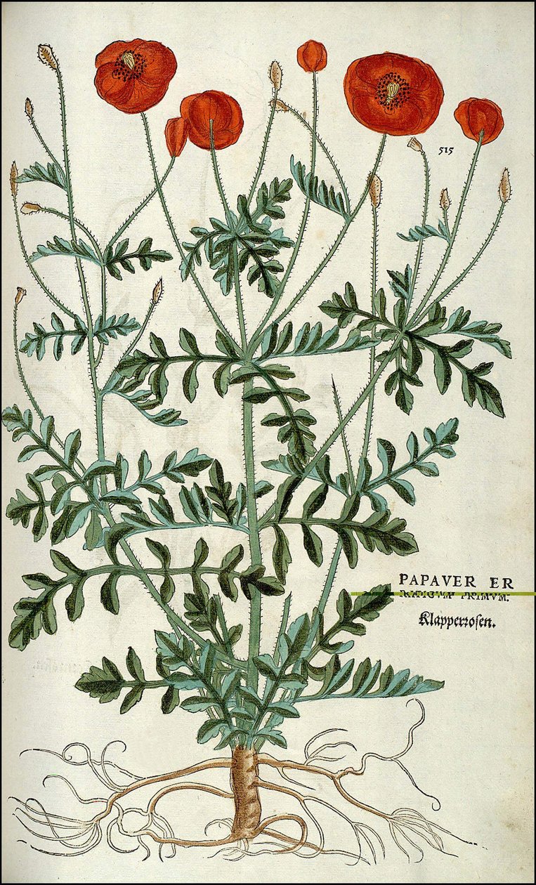 Poppy in - in " "Odznaki z komentarzem do historii rasizmu,..." Leonharta Fuchs autorstwa Unknown artist