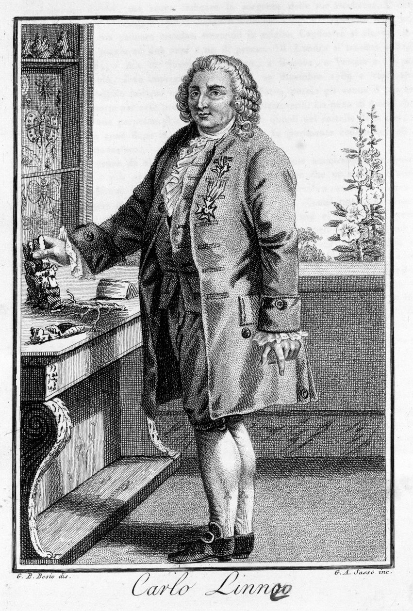 Portret Carla Von Linné szwedzkiego przyrodnika i pisarza (1707 - 1778). Św. rycina z XIX wieku. autorstwa Unknown artist
