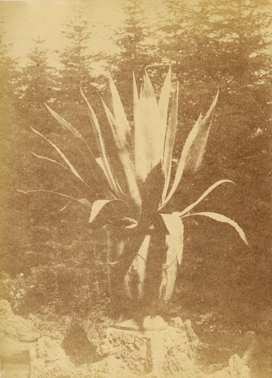 [Roślina doniczkowa] autorstwa Unknown artist