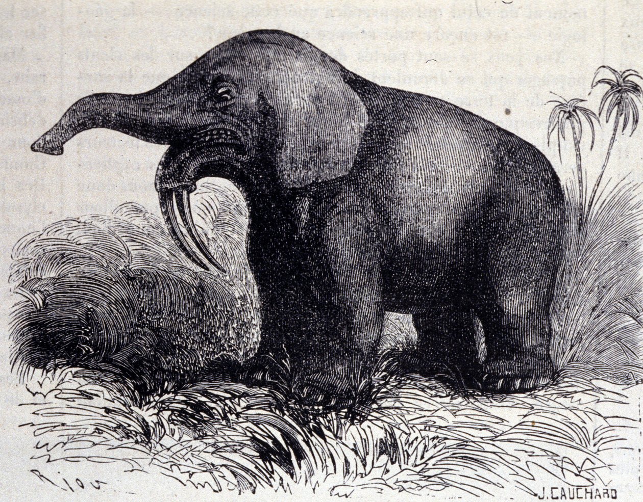 Prehistoria: przedstawienie Dinotherium, typ pachyderm. autorstwa Unknown artist