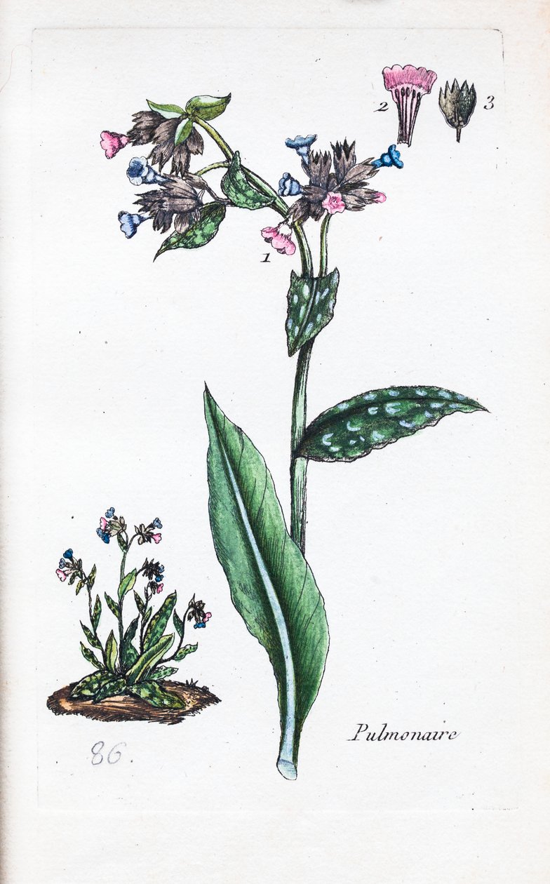  autorstwa Unknown artist