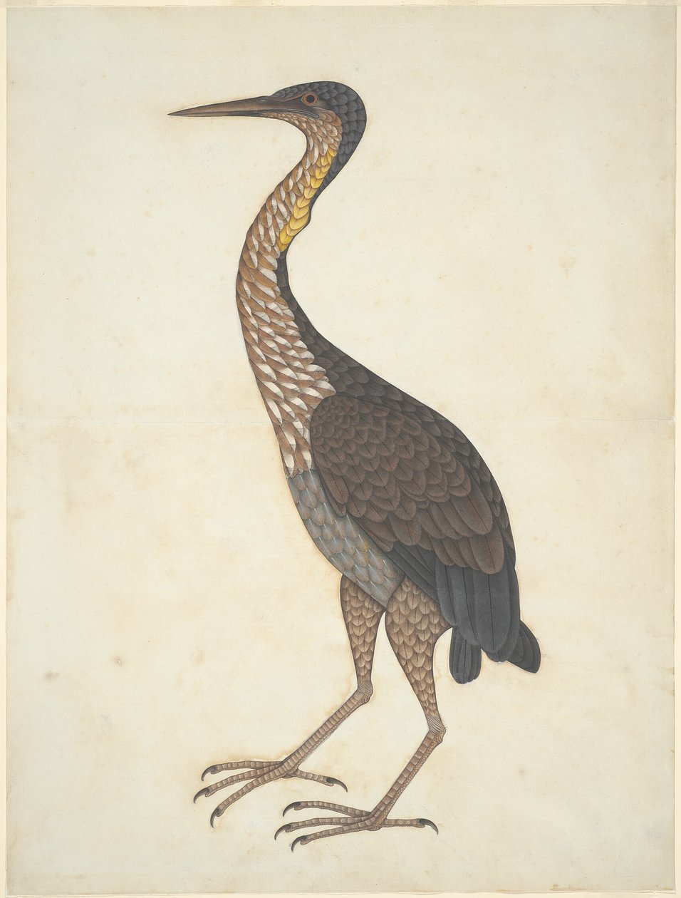 Czapla purpurowa (Ardea purpurea) autorstwa Unknown artist