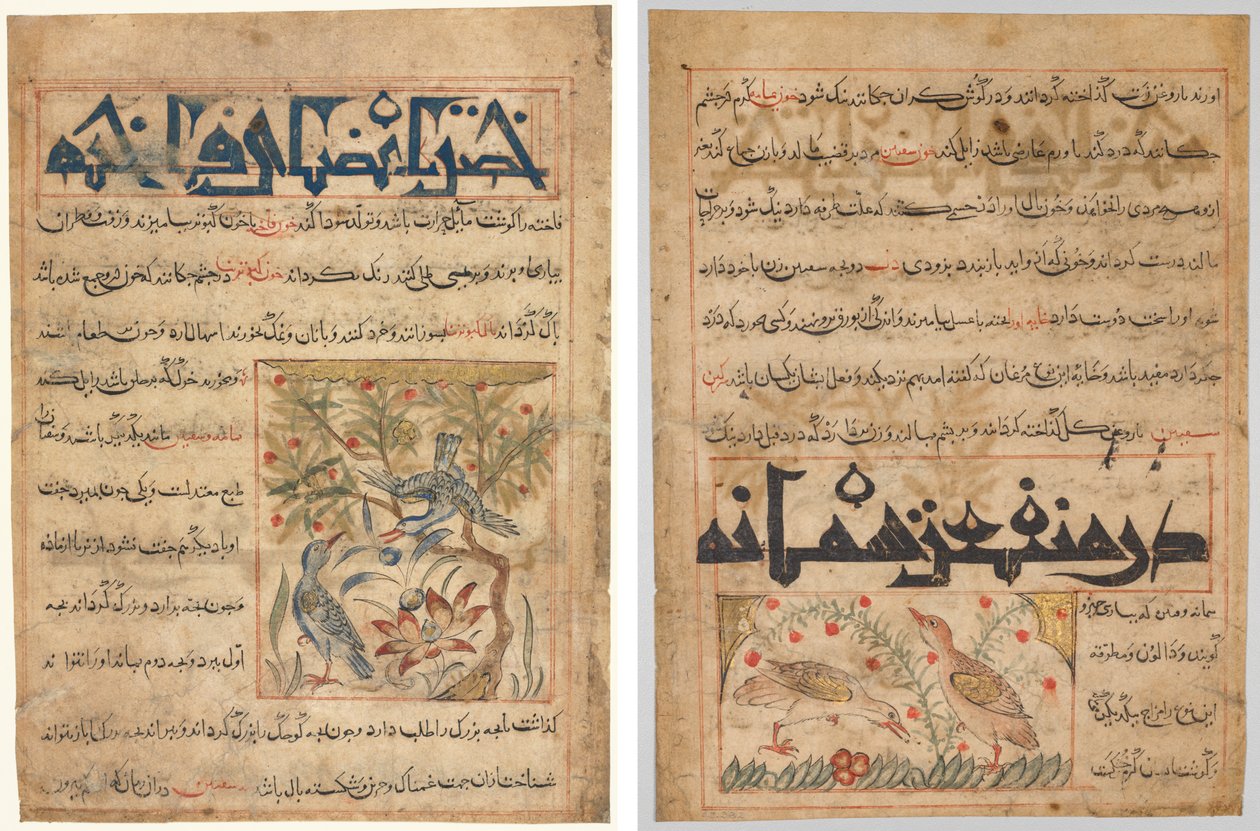 Cechy Ringdoves (recto); O dobrodziejstwach przepiórek (verso), od perskiego Manafi