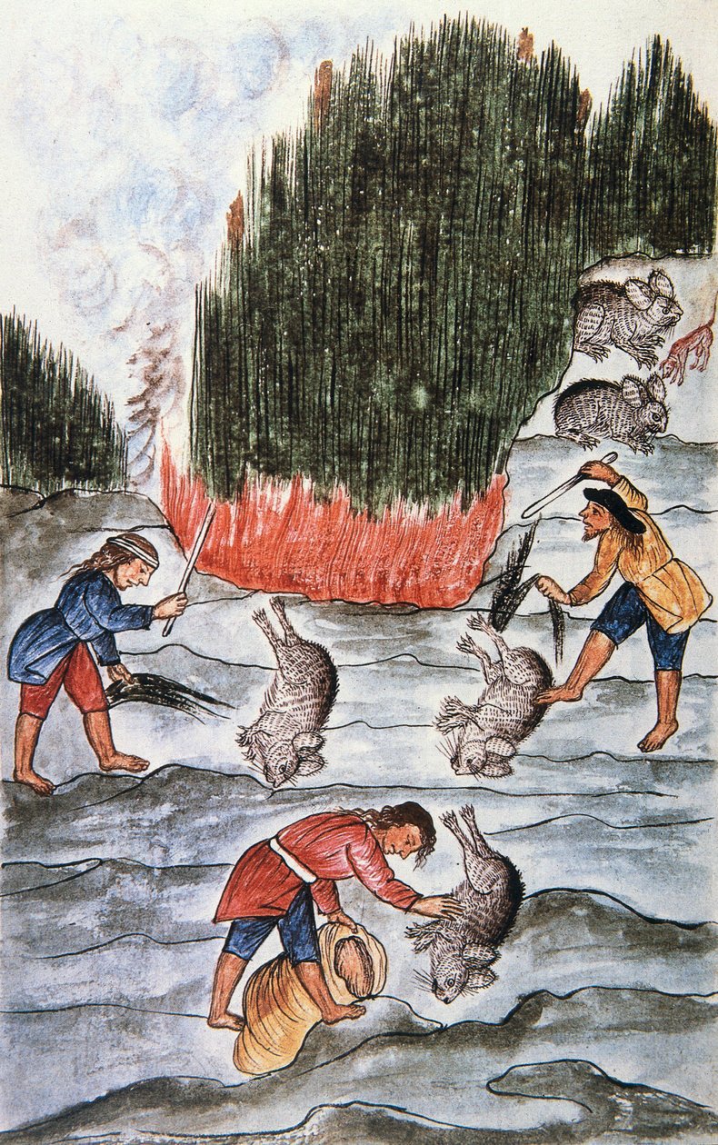 Polowanie na króliki, z książki „Trujillo of Peru” lub „Codex Martinez Companion”, autorstwa Baltazara Martineza Companion i Bujanda, biskupa Trujillo (1782-1785) autorstwa Unknown artist
