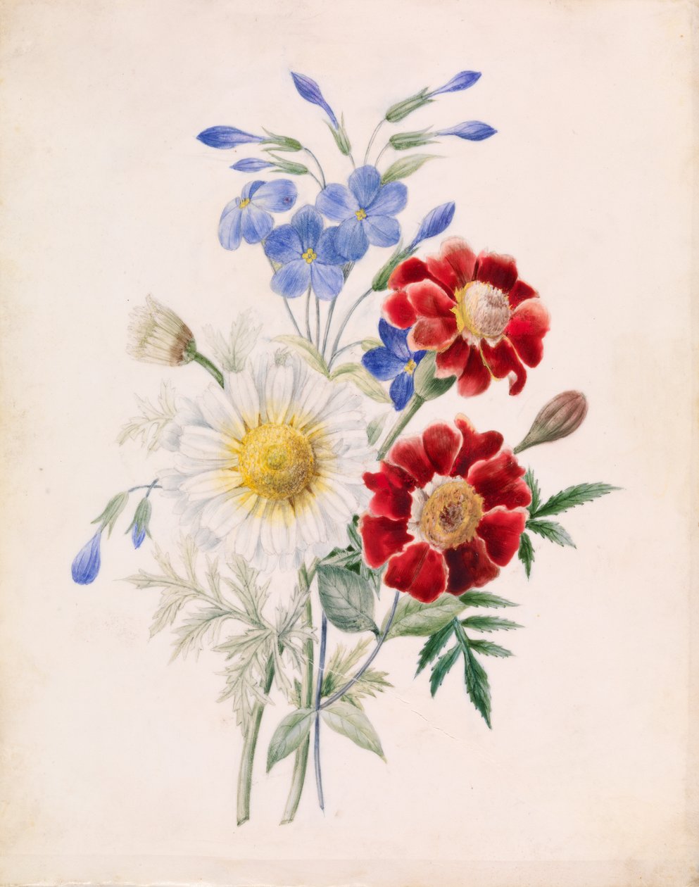 Czerwone i niebieskie kwiaty i biała stokrotka autorstwa Unknown artist