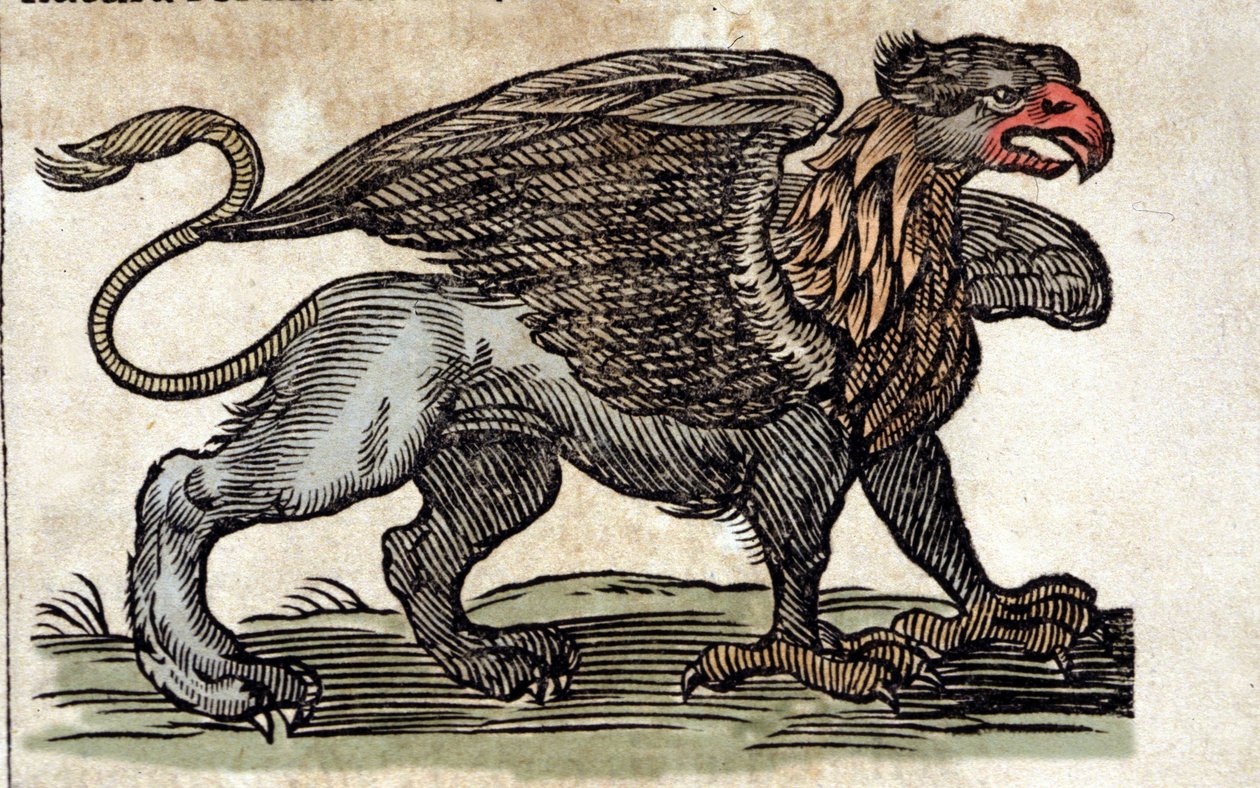 Przedstawienie gryfa, fantastyczne stworzenie pół-orzeł pół-lew. Rycina z dzieła Atanazego Kirchera (1601 - 1680), jezuity, orientalisty i uczonego. autorstwa Unknown artist