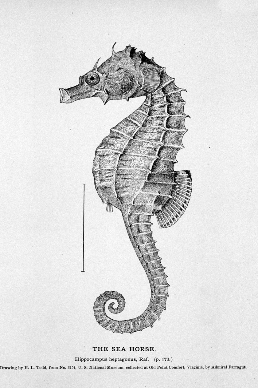 Reprezentacja konika morskiego (Hippocampus heptagonis). Tablica przyrodnicza z XIX wieku. autorstwa Unknown artist