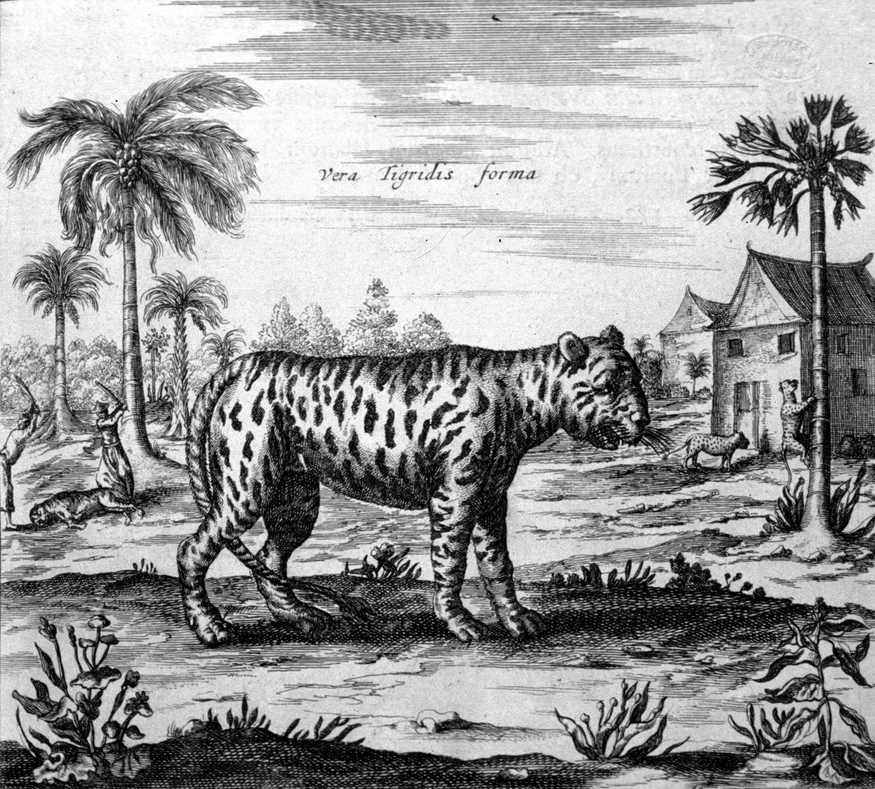 Przedstawienie tygrysa, grawer „”De China Monumenta”” autorstwa Athanasius Kircher autorstwa Unknown artist