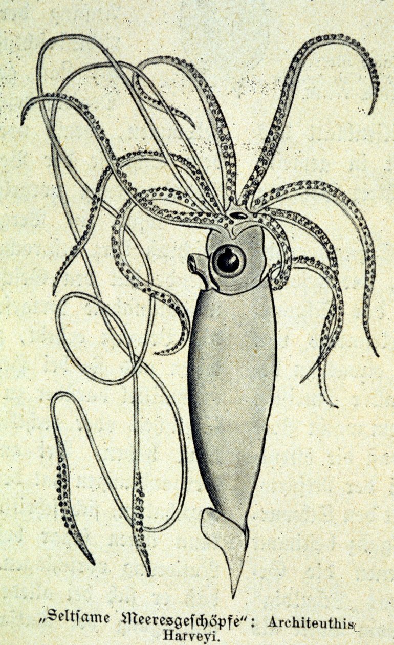 Reprezentacja Architeuthisa Harveyi, kałamarnicy olbrzymiej. autorstwa Unknown artist