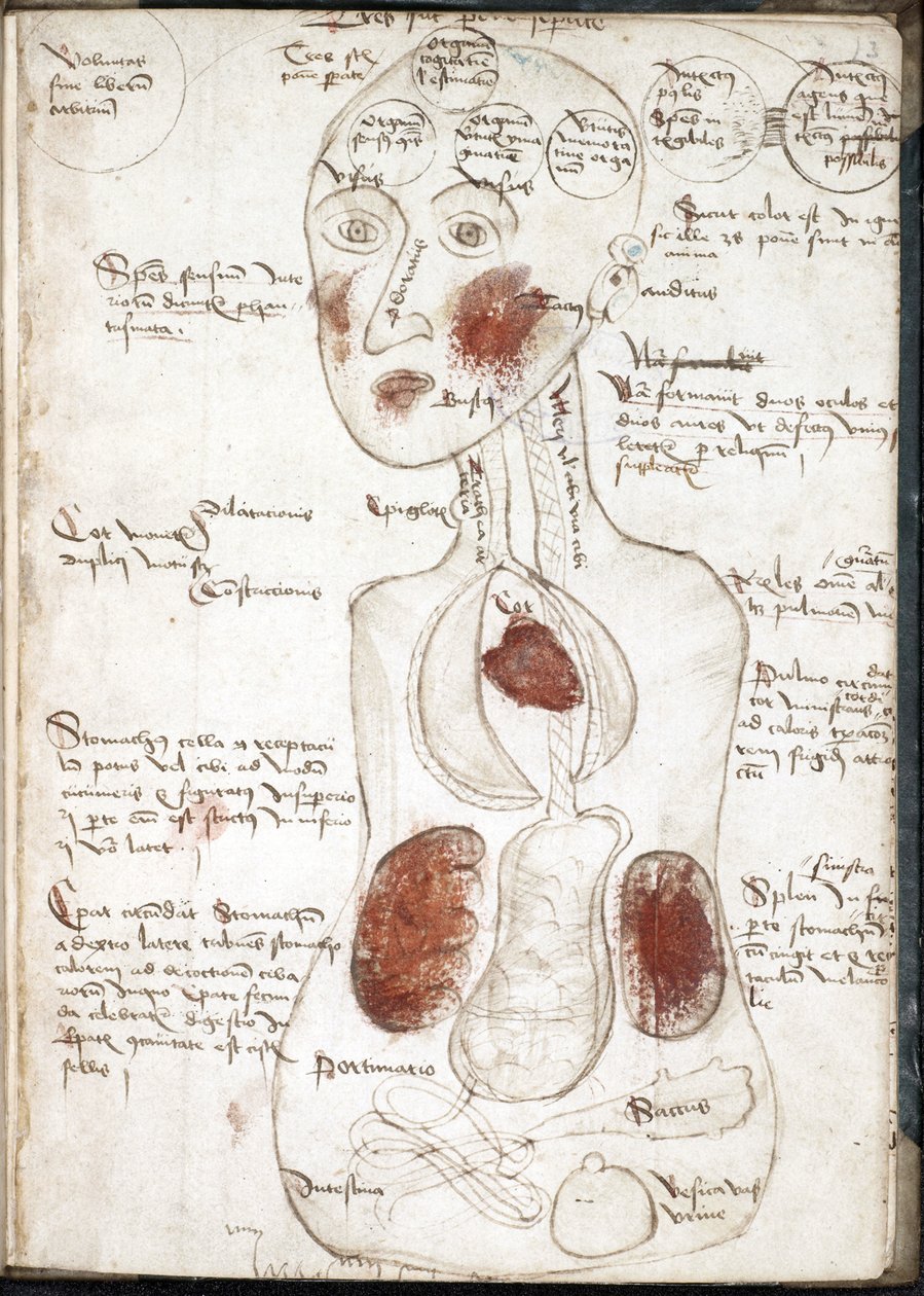 Reprezentacja Arystotelesowskiej Teorii Świadomości (Od: De corpore et anima) - Anonimowy - 1497 - Akwarela na pergaminie - 22x15,8 - John Rylands University Library autorstwa Unknown artist