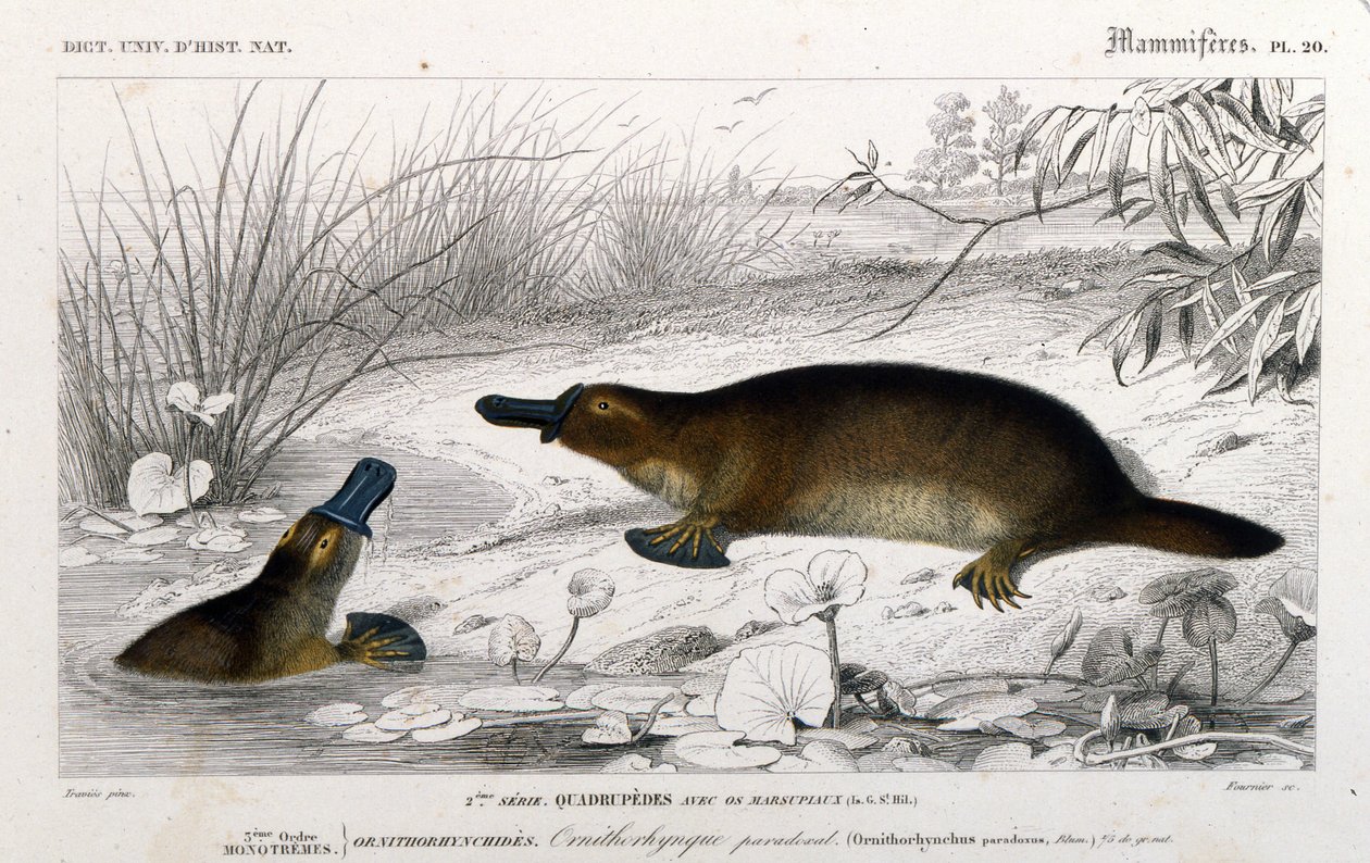 Reprezentacja Ornithoryncha (Ornithorhynchus paradoxus, Blum.). grawerunek z „Uniwersalnego słownika historii naturalnej” C. D